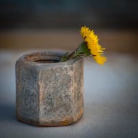 первоцвет и гайка. :: Анатолий Нецепляев