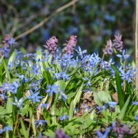 Пролески всюду расцвели коврами :: Татьяна Машошина Пролески всюду расцвели коврами :: Татьяна Машошина