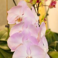 Моя коллекция орхидей :: Irene Irene