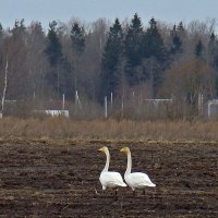 лебеди кликуны :: gawrilа - dan