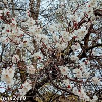 Абрикосое цветение :: Нина Бутко