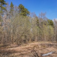 На опушке... :: Владимир Жданов На опушке... :: Владимир Жданов