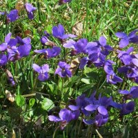 Первоцветики ) :: Natali 