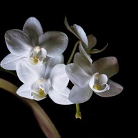 орхидея фаленопсис белая :: Laryan1 