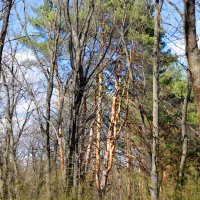 В лесу :: Андрей Л. В.