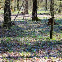 В лесу :: Андрей Л. В.