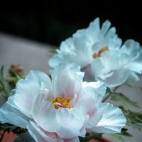 Сезон пионов :: Дмитрий 