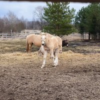 Подросшая Холли Джо. :: Ольга 