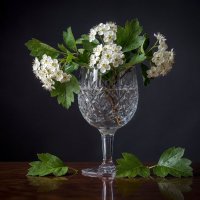 Боярышник :: Aleksey Afonin