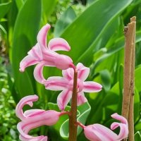 Розовый :: Наталья 