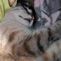 Роджер :: Наталья (ShadeNataly) Мельник