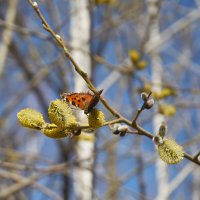 Ширяево. Бабочка. :: Олег Манаенков Ширяево. Бабочка. :: Олег Манаенков