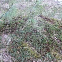 Мхи в апеле. :: Михаил Елочкин Мхи в апеле. :: Михаил Елочкин