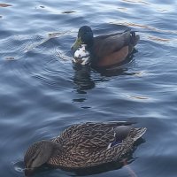 Утки :: Сапсан 