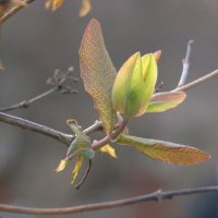 "Всего и надо, что вглядеться..." Ю.Левитанский :: Syntaxist (Светлана)