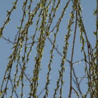 "Всего и надо, что вглядеться..." Ю.Левитанский :: Syntaxist (Светлана)