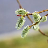 С Вербным воскресеньем! :: Светлана С Вербным воскресеньем! :: Светлана