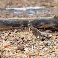 Дрозд рябинник :: Александр Синдерёв