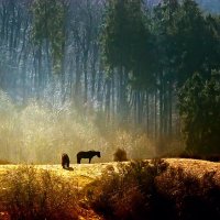 ПАСУТСЯ КОНИ НА ПРИГОРКЕ :: Valziwa 
