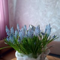 Мускари :: Ольга 