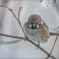 СУРОВЫЙ ... :: Владимир Железнов