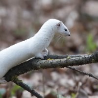 Весна. Ласка всё ещё в зимней шубке :: Владимир Безбородов