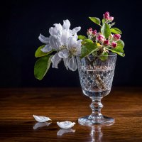 Цветы яблони :: Aleksey Afonin