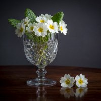 Примула первоцвет. :: Aleksey Afonin