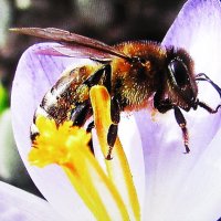 Наслаждение :: Людмила Смородинская