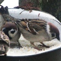 Хорошо, когда кормят :: Людмила Смородинская