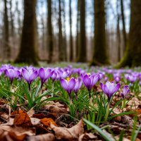 весны цветенье. :: Mila 