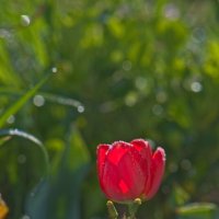 Тюльпан :: Giant Tao /