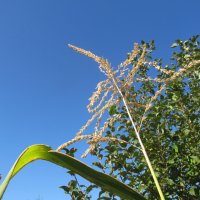 сентябрь на даче :: Елена Шаламова