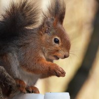 Белка :: Лина 