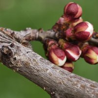 Скоро появятся цветочки :: Мариша Тим Скоро появятся цветочки :: Мариша Тим