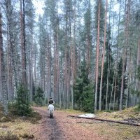 Апрель в лесу. :: Ольга 