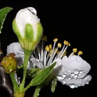 ВЕСНА :: Tata Wolf