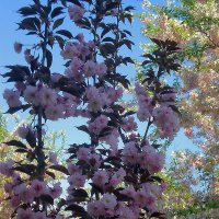 Весна пришла :: Роман Савоцкий