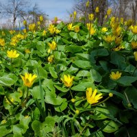 Весенние зарисовки ... :: Ravile 