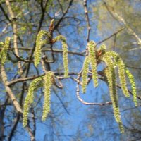 Весеннее :: Елена Семигина