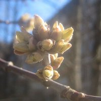 Весеннее :: Елена Семигина Весеннее :: Елена Семигина