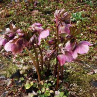 Морозник :: Рита Симонова Морозник :: Рита Симонова