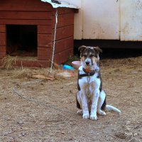 Охранник...ученик на практике.. :: Александр Шимохин