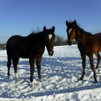 Встреча лошадок :: Елена Сухорученкова