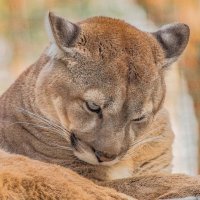 ПУМА :: Аркадий Лаптенко