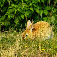 Зайчонок. :: Lucy Schneider 