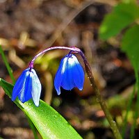 Первые пролески :: Светлана 
