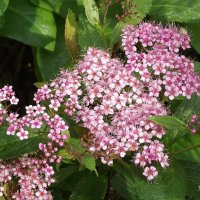 Спирея :: Freddy 97 Спирея :: Freddy 97