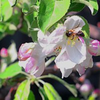 Труженик :: Николай 