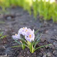 Весна :: Irene Irene